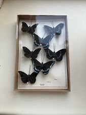 Vintage Butterfly Decorations Clip On 3D Butterflies Wall Decor DIY HomArt  7 Pc picture