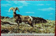 Colorado's State Animal: The Rocky Mountain Bighorn Sheep Postcard Aug. 28, 1977 picture