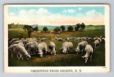 Greene NY-New York, Scenic View Lamb Herd, Antique Scenic Vintage Postcard picture