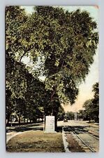 Cambridge MA-Massachusetts, Washington Elm, Antique, Vintage c1908 Postcard picture