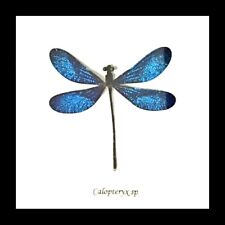 Blue dragonfly Vestalis melania Australian warehouse BADBsp picture