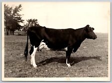Vtg Photo - Holstein cow standing in a field 5 X 7 inches | Circa 1940s picture