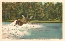 Vintage Postcard 1951 King of the Forest in Algoma Country Sault Ste Marie CAN picture