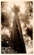 Vintage 1930-1950 World's Tallest Tree Postcard Redwood Highway California Zan  picture