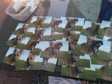 LOT 10  new DOG POSTCARDS  picture