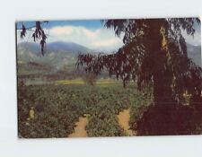 Postcard Orange & Lemon Groves Southern California USA picture