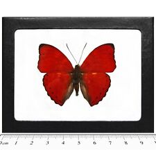 Cymothoe sangaris REAL FRAMED BUTTERFLY RED AFRICA picture