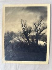 Vintage Photograph By Maurice Bejach : Light Through The Trees #3 Taft Ca 1930 picture