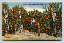 Laborers Picking Oranges on Ladders Orlando FL Florida Postcard picture