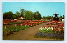 Postcard MI Tulip Time Holland 1965 L14 picture