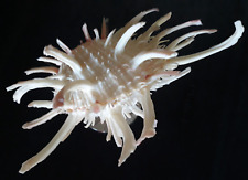 Large White Spondylus. picture