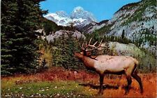 North American Elk Wapiti Banff National Park Canadian Rockies Postcard picture