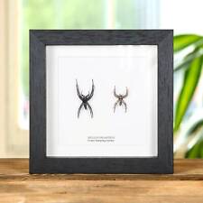Male & Female Worlds Largest Giant Jumping Spider Taxidermy Frame (Hyllus gigant picture