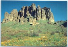 Postcard - Wild Poppies in Early Spring in the Superstition Mountain, Arizona picture