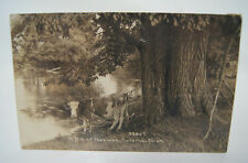 c.1911 A Bit of Nature Coloma Michigan Cow Tree Lake Vintage Postcard RPPC picture