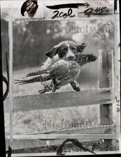 1954 Press Photo A German pointer returns pheasant to the hunter near Chicago picture