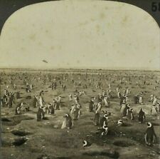 c1910s South Africa Dassen Island Penguins Antique Stereoview Card picture