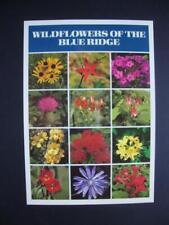 Railfans2 250) Postcard, The Blue Ridge Wildflowers, Butterfly Weed, Fire Pink, picture