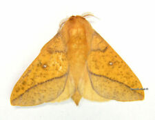 Unmounted Butterfly / Saturniidae - Adeloneivaia sabulosa, male, Bolivia picture