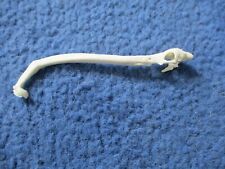 Real Raccoon Baculum Penis Unique BROKE & HEALED oddity RARE FREAK CANCER? K2 picture