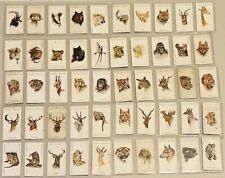 Players Cigarette Cards Wild Animals Heads 1931 Complete Set 50 picture
