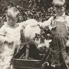 Vintage Snapshot Photo Adorable Baby Lamb Riding In Toy Wagon Bow Around Neck picture