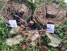 Genuine Natural Found Wild BIRDS NESTS + Nature Items- Moss, Pinecones, Ect...FG picture