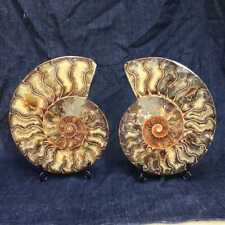 1986g Natural Ammonite Disc Fossil Conch Specimen Healing  picture