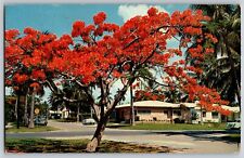 Florida FL - Florida's Royal Poinciana Beautiful Flowers - Vintage Postcard picture