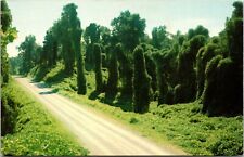 Kudzu Along the Highway, Mississippi - Postcard picture