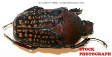 Insect Beetle Coleoptera Cetoniidae Megalorrhina harrisi Female picture