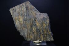 Petrified Scale Tree / Lepidodendron sp. / 17cm Rare Fossil Specimen/ Central US picture