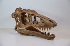 Baby Tyrannosaurus rex Skull - high quality replica - FREE world wide shipping. picture