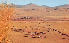 Northern Pacific Railway BEEF CATTLE North Coast Limited Postcard 4479 picture