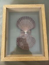 1 DOUBLE PANE GLASS FRAMED ART WITH SHELLS picture
