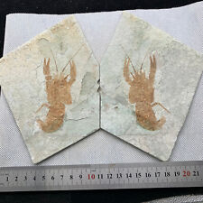 A pair of exquisite Chinese lobster fossils in the Cretaceous period picture