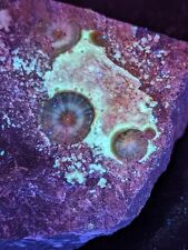 UV Reactive Wavellite -Old Stock - Mauldin Mountain, Arkansas, Amazing Eye Forms picture