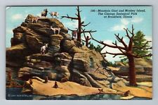 Brookfield IL-Illinois Chicago Zoological Park Monkey Vintage c1944 Postcard picture
