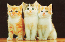 Postcard Three Little Kittens STOP🛑  LOOK 👀 BUY💰  LOVE ❤️ picture