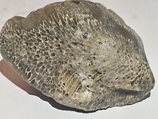 Charlevoix Michigan Fossil Coral Great Lake Superior  picture
