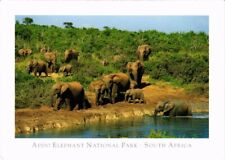 CPM AK Addo Elephant National Park SOUTH AFRICA (1264779) picture