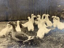 (Aj) Early 1924 Original Found Photo Photograph Snapshot Farm Group White Ducks  picture
