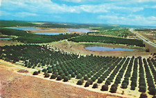 Clermont FL Florida, Lakes & Orange Groves from Citrus Tower, Vintage Postcard picture