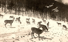 RPPC c1940s Deer In A Field By Woods VINTAGE Postcard picture