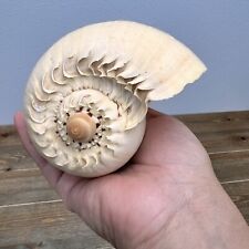 Beautiful Melon Seashell Decorative Shell picture