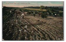 Peach Belt Farming CUMBERLAND MD Maryland Vintage Postcard picture