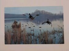 Among The Decoys Duck Hunting Waterfowl Lake Scene Chrome Postcard Outdoors picture