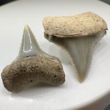 Pair of Very Colorful U/L Posterior Fossil GREAT WHITE Shark Teeth - Peru picture