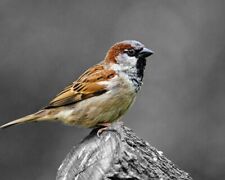 Beautiful Brown SPARROW Glossy 8x10 Photo Wildlife Print Bird Poster picture