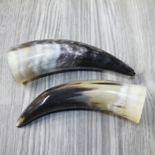 2 Small Polished Cow Horns #5642 Natural colored picture